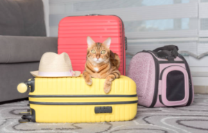Nos animaux sont aussi concernés par la corvée des valises avant le départ en vacances