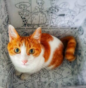 Un chat dans un carton se préparant à déménager - Pens and Pets