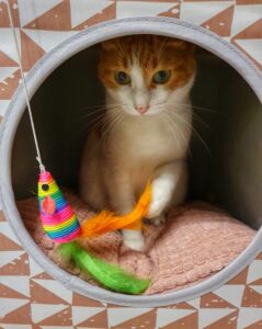 Un chat qui se diverti avec son jouet dans sa cabane