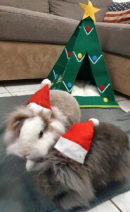 2 petits lapins se préparant pour les fêtes de fin d'année