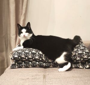 Un chat qui se repose sans se soucier de savoir comment payer ses croquettes !