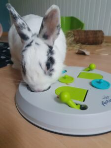10 activités pour occuper son lapin : le plateau de jeux