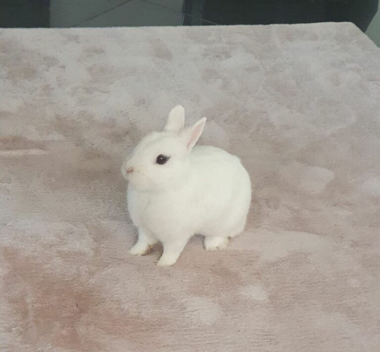Lapin en liberté totale